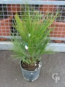 Chamaerops Humilis    7 5l