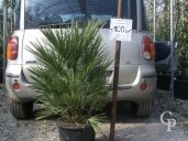 Chamaerops Humilis   80-1,00   20l