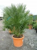 Chamaerops Humilis   LV36