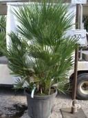 Chamaerops Humilis  1,00-1,25  30l