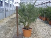 Chamaerops Humilis  60-80 LV12