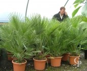 Chamaerops Humilis  80 LV12