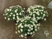 Chrysanthemum Frutescens  5l