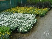 Chrysanthmum & Euryops