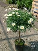 Chrysanthmum Frut Std 4 5l