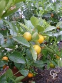 Citrus Kumquat