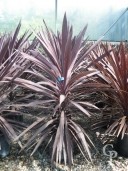 Cordyline 'Purple Tower'