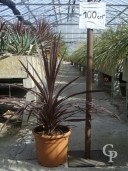 Cordyline 'Red Star'   LV18