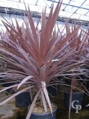 Cordyline 'Red Start'