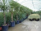 Cordyline Australis  2,00 70l