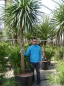 Cordyline Australis  3,00  140l