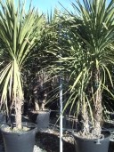 Cordyline Australis