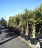 Cordyline Australis 5