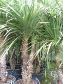 Cordyline Australis