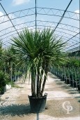 Cordyline Australis Multi