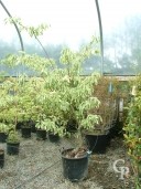 Cornus Cont Variegata 35l