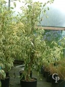 Cornus Cont  Variegata 10l