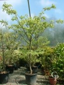 Cornus Cont  Variegata 90l