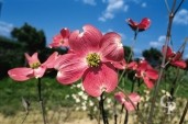 Cornus Florida Rubra 1130