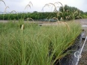 Cortaderia Richardii  5l