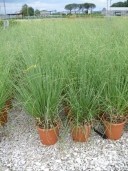 Cortaderia Sell 'Pumila'   LV12