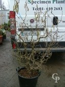 Corylus Ave 'Contorta'