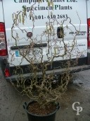 Corylus Ave  'Contorta' 35l Extra