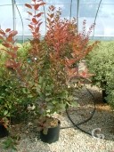 Cotinus  Coggygria 'Grace'   1,25   15l