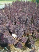 Cotinus Cogg 'Royal Purple'    10l