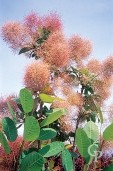 Cotinus Coggygria