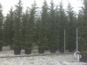 Cupressocyparis  Leylandii   400 450  90l