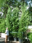 Cupressocyparis Leylandii   4,00  70l