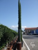 Cupressus  Semp 'Pyramidalis'   7m+