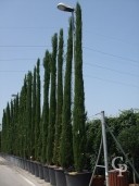 Cupressus  Semp 'Pyramidalis'