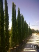 Cupressus 4,50-5,00