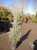 Cupressus Ariz ' Fastigiata'  2,00 18l