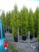 Cupressus Macro 'Goldcrest'   3,00  35l