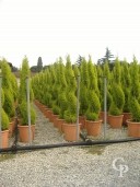 Cupressus Macro 'Goldcrest'  Spiral    LV24
