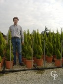 Cupressus Macro 'Goldcrest'  Spiral  LV9