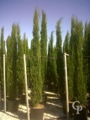 Cupressus Semp 'Pyramidalis'    3-350 50l