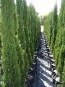 Cupressus Semp 'Pyramidalis'   2,00  18l