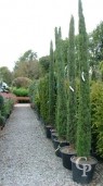 Cupressus Semp 'Pyramidalis'   3,00-3,50  35l