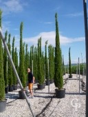 Cupressus Semp 'Pyramidalis'   4,50