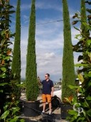 Cupressus Semp 'Pyramidalis'   6,00