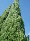 Cupressus Semp 'Pyramidalis'   6m+