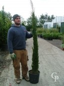 Cupressus Semp 'Pyramidalis'  2,00 18l