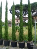 Cupressus Semp 'Pyramidalis'  3,50  35l