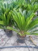 Cycas Revoluta  10l