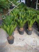 Cycas Revoluta  7l