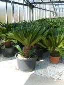 Cycas Revoluta